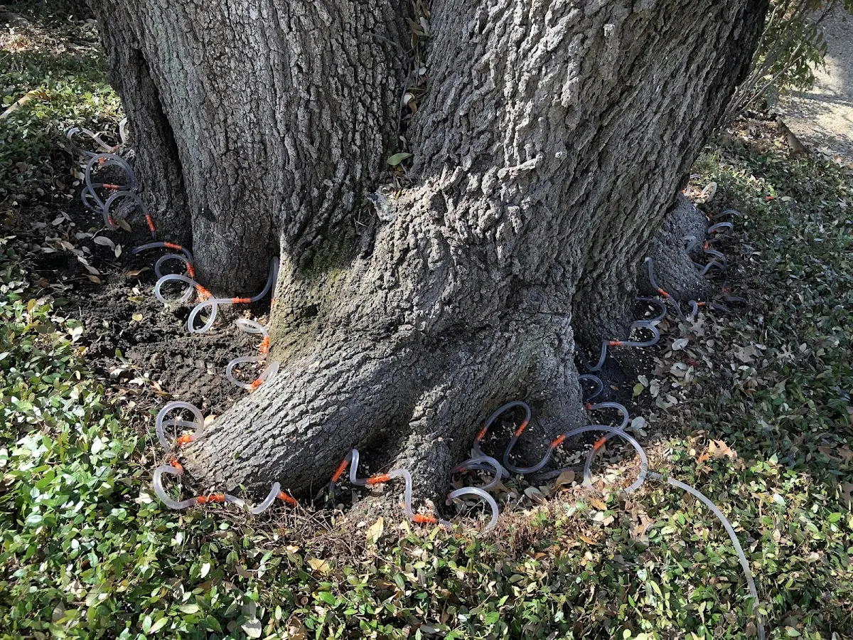 Detailed Tree Cabling and Bracing job site in Baxley